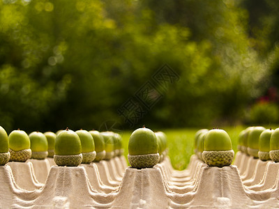 橡子系列坚果绿色背景农村纹理橡木蔬菜质地天空背景图片