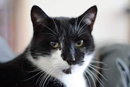 黑白猫白色威士忌长发黑色眼睛背景图片