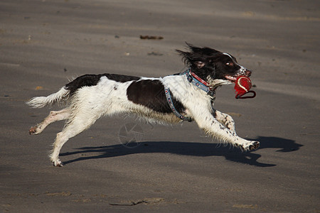 英语 Spaniel耳朵小狗小狗狗猎犬跑步海滩背景图片