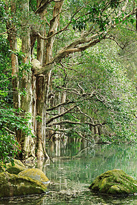 树中含水环境木头瀑布森林岩石植被叶子溪流风景丛林图片