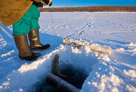 捕捉林考的好鱼斑点野生动物淡水荒野钓鱼食物粘液冰钓垂钓者靴子背景图片