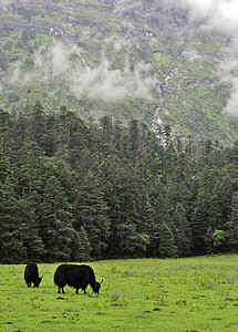 在Meadow的亚克牧场旅行生态牧场公园森林天空国家哺乳动物场景风景图片