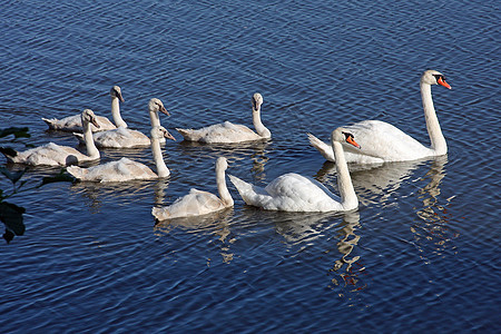 Swans 与赛格网静音图片