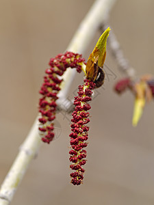 杨树花背景图片