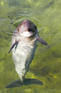 港湾鼠海豚或海洋游泳哺乳动物灰色野生动物港口蓝色动物绿色图片