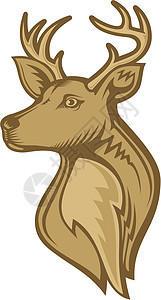 鹿头插图棕色驼鹿牛角背景图片