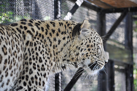 豹型哺乳动物荒野动物园动物界动物猫科农场豹属家庭图片