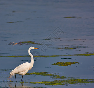 白色大白 Egret绿色湿地羽毛湖泊池塘鸟类蓝色荒野沼泽地沼泽图片