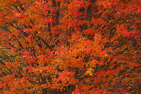 秋天红梅(Acer rubrum)图片