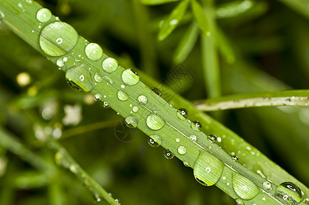 有雨珠的草叶子生长木头生活热带植物丛林环境公园花园图片