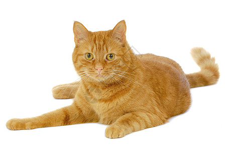 红猫冒充宠物白色乐趣动物群动物头发橙子红色条纹高清图片