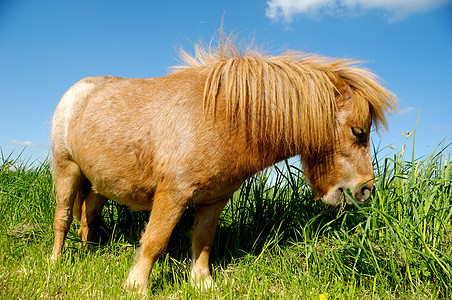 小马在吃草动物食物哺乳动物绿色棕色场地农村乡村草地农田图片