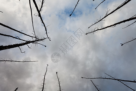 燃烧林灾难蓝色煤炭树干日志树木环境木头破坏损害图片