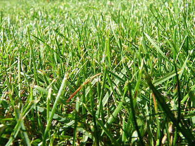 绿草背景活力花园场地绿色宏观植物太阳生长阳光刀刃图片