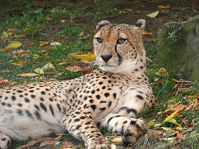 Cheetah 猎豹肖像食肉野生动物打猎爪子猫科斑点动物动物园力量速度图片