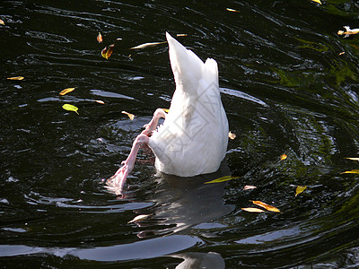 黑颈天鹅反射水禽白色荒野池塘动物园脖子野生动物图片