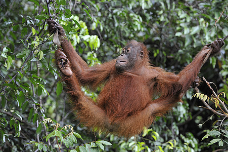 少年奥兰古坦庞戈皮格马乌斯侏儒猩猩森林人科野生动物树木荒野濒危孩子原始人图片