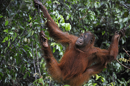 少年奥兰古坦庞戈皮格马乌斯孩子动物荒野树木哺乳动物婴儿森林灵长类猩猩濒危图片