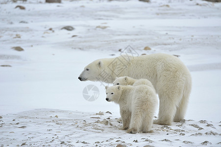北极熊与幼崽捕食者栖息地野生动物寒冷濒危天气爪子食肉旅行母性图片