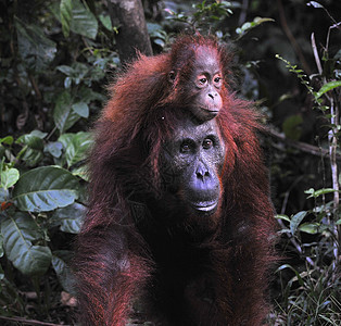 奥兰古坦母亲和婴儿野生动物荒野幼崽濒危猿猴丛林动物母性少年孩子图片