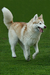 霍斯基狗在草地上奔跑图片