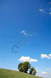 山上树木国家风景玉米植物牧歌地平线农村天空牧场图片