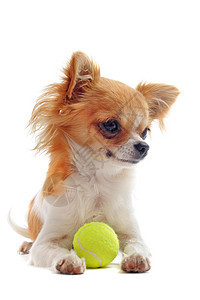 小狗吉娃娃和球棕色白色伴侣玩具黄色宠物网球动物犬类工作室图片