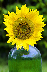 向日葵花园瓶子黄色玻璃绿色花瓣背景图片