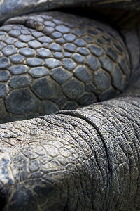 阿尔达布拉巨龟动物乌龟盔甲荒野宠物皮肤情调爬虫异国爬虫学图片