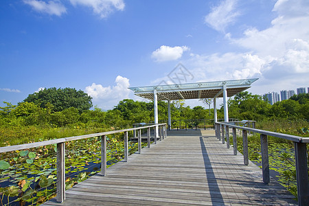 香港湿地公园反射荒野场景公园植物野生动物旅行池塘树木草地图片