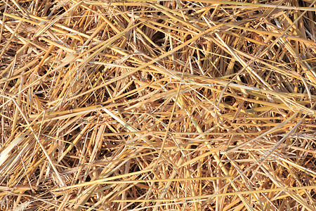 干草质乡村褐色农场收获植物黄色芦苇农业收成小麦图片