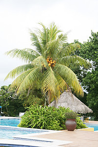 游泳池在一棵巨大的棕榈树旁图片