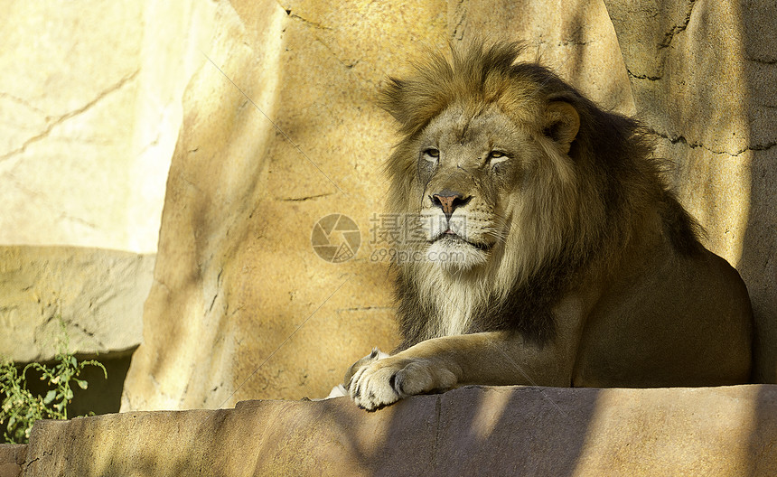 非洲狮子野生动物大猫图片