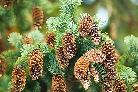 斯普鲁斯锥形植物松树枝条云杉棕色叶子种子树木季节针叶图片
