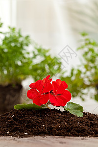 红花土壤生长园艺叶子环境图片