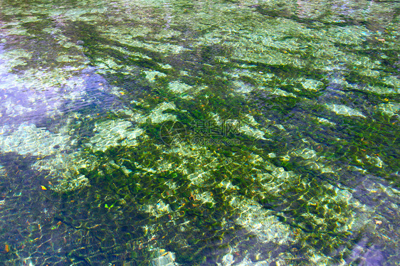 韦基瓦泉背景绿色渗透水域环境池塘波纹弹簧藻类水池公园图片