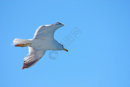 海鸥翅膀飞行天空动物蓝色羽毛白色野生动物航班黑色图片