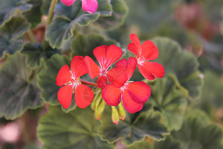 花朵3红色宏观自然摄影背景图片