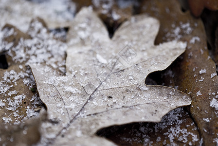 雪白色棕色雪花植物季节叶子背景图片