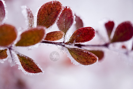 冬天植物冻结季节白色叶子雪花红色黄色背景图片