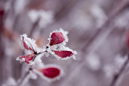 冬天季节雪花紫色叶子植物红色黄色白色粉色冻结背景图片