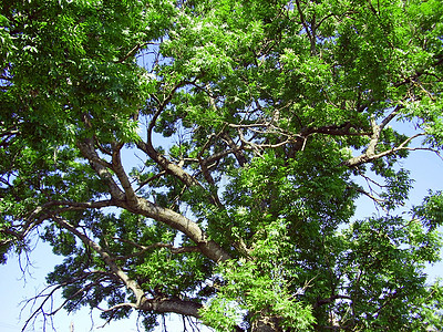 阿什树植被阔叶叶子世俗纪念背景图片
