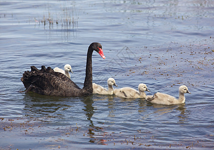黑天鹅荒野游泳黑色野生动物池塘天鹅脖子水禽婴儿图片