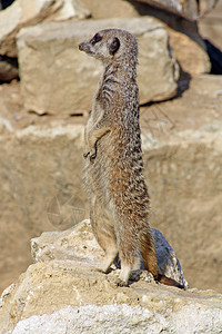 中沙漠动物园荒野爪子眼睛毛皮动物警卫野生动物耳朵图片