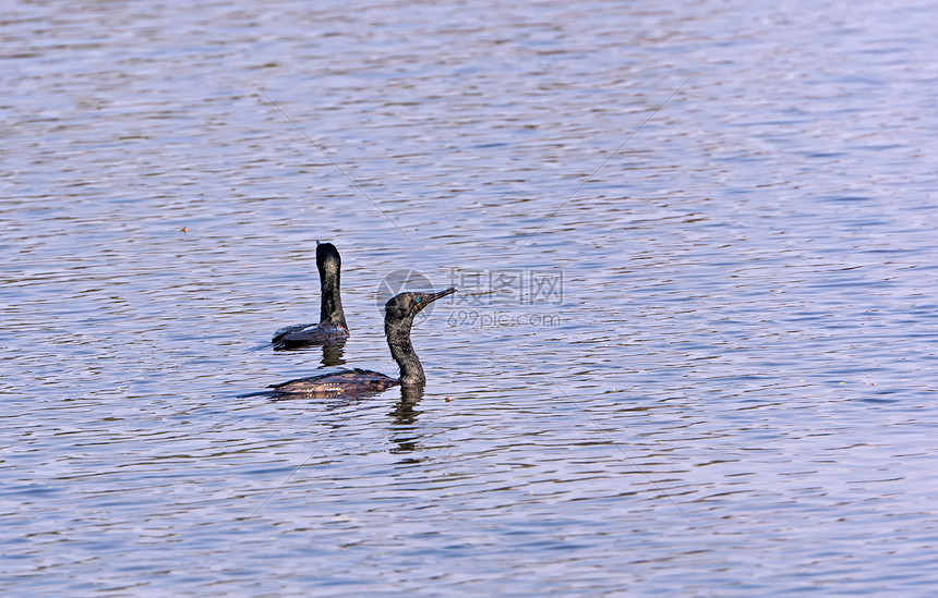 两名印度Cormorants在水中游泳翅膀动物移民观鸟野生动物羽毛生物鸟类荒野野兽图片