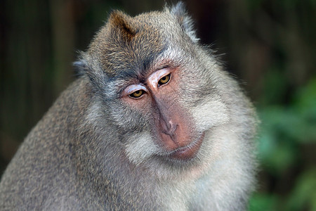 猴子灵长类动物园野性哺乳动物思维悲伤动物思绪森林眼睛背景图片