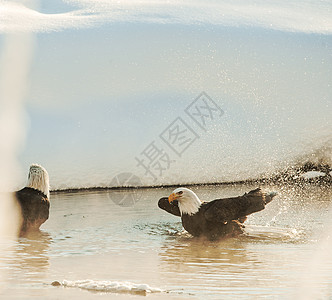 洗澡秃鹰野生动物脊椎动物濒危阳光国家海藻荒野动物白尾自由图片