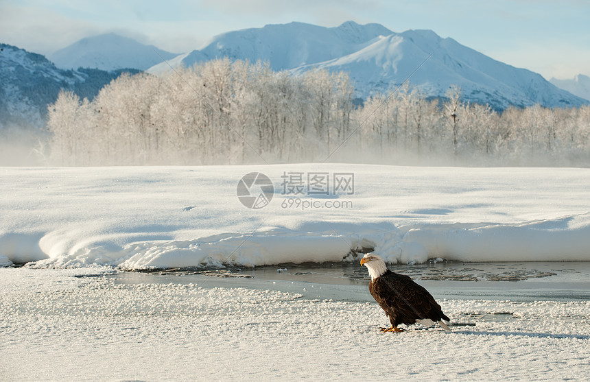 成年秃鹰在雪上的肖像自由脊椎动物猎人动物羽毛海藻鸟类猎物荒野旅行图片