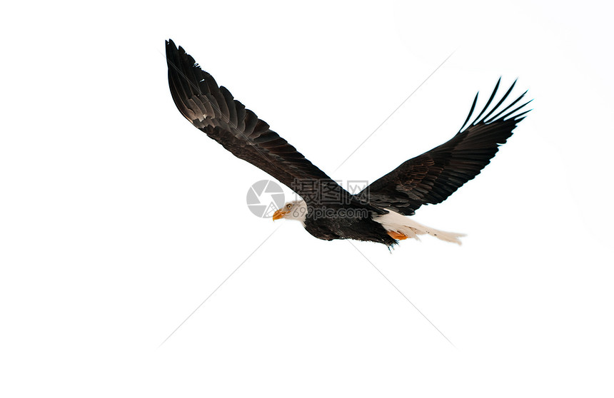 秃鹰翅膀猎鹰荒野濒危海藻天空航班国家羽毛猎物图片