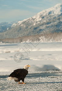 成年秃鹰在雪上的肖像旅行荒野鸟类脊椎动物白尾猎人羽毛海藻自由国家图片